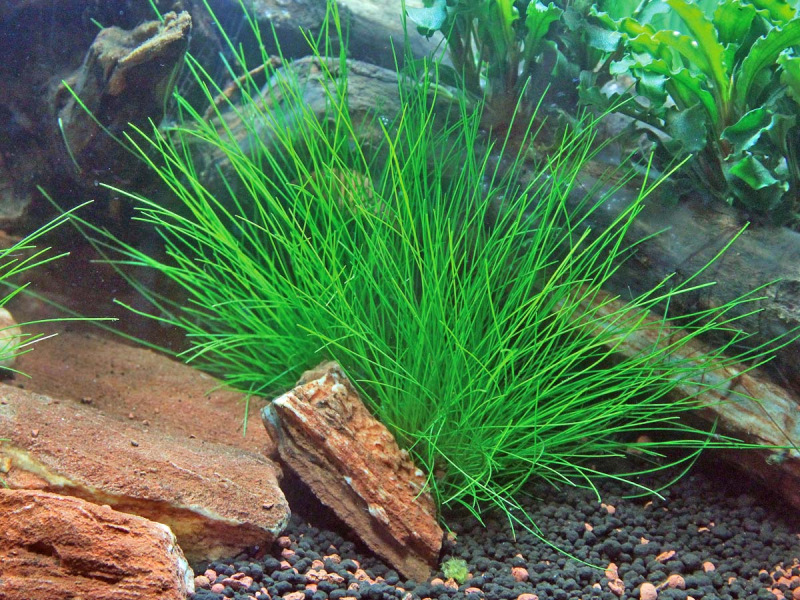 Nadel-Sumpfsimse - Eleocharis acicularis